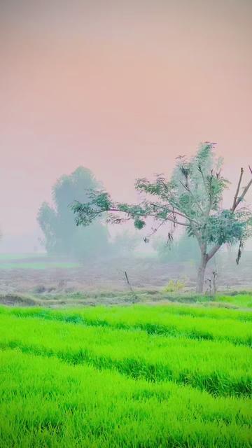 @نیازی