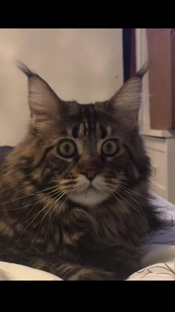 @Grapes the Maine Coon