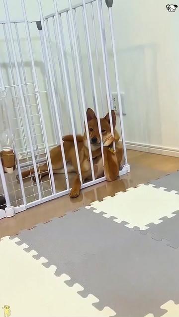 @funnyanimalvideo99