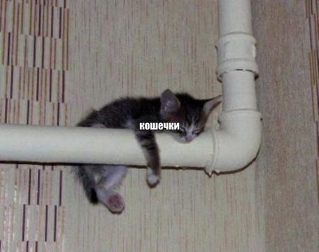 @🕊