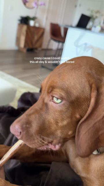 @briston the vizsla ♡