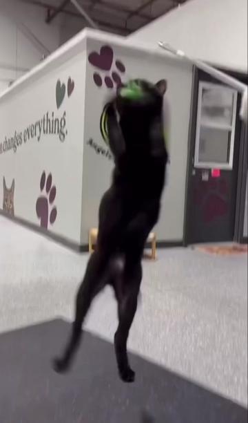 @The Fur Seasons Feline Rescue