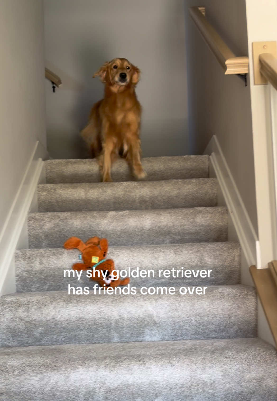@novathegoldenn