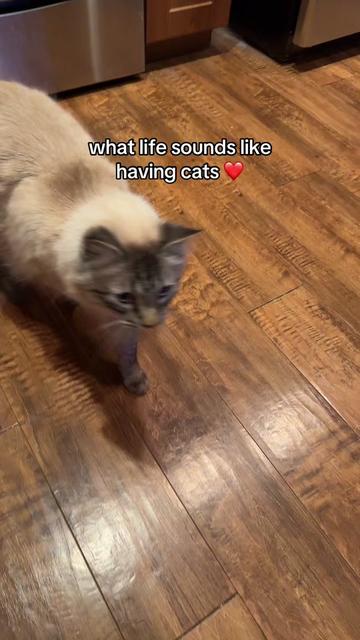 @Ricky and Lucy 🐈⬛