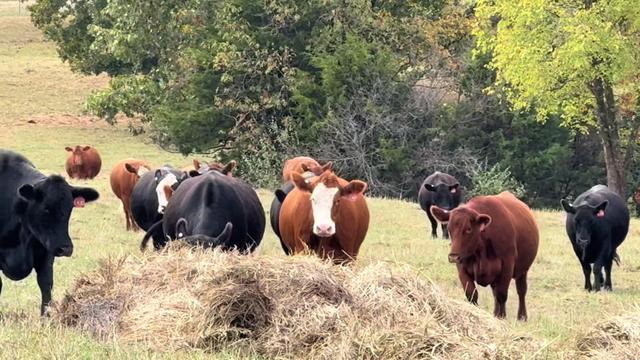 @Massey Land & Cattle