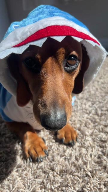 @Slinky Severus-Doo