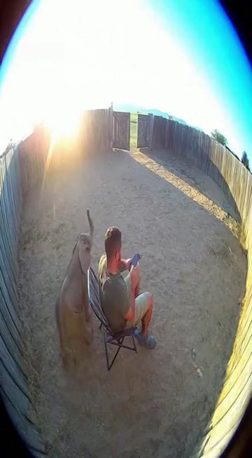 @Animal Stories