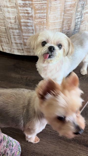 @My_4_Yorkies