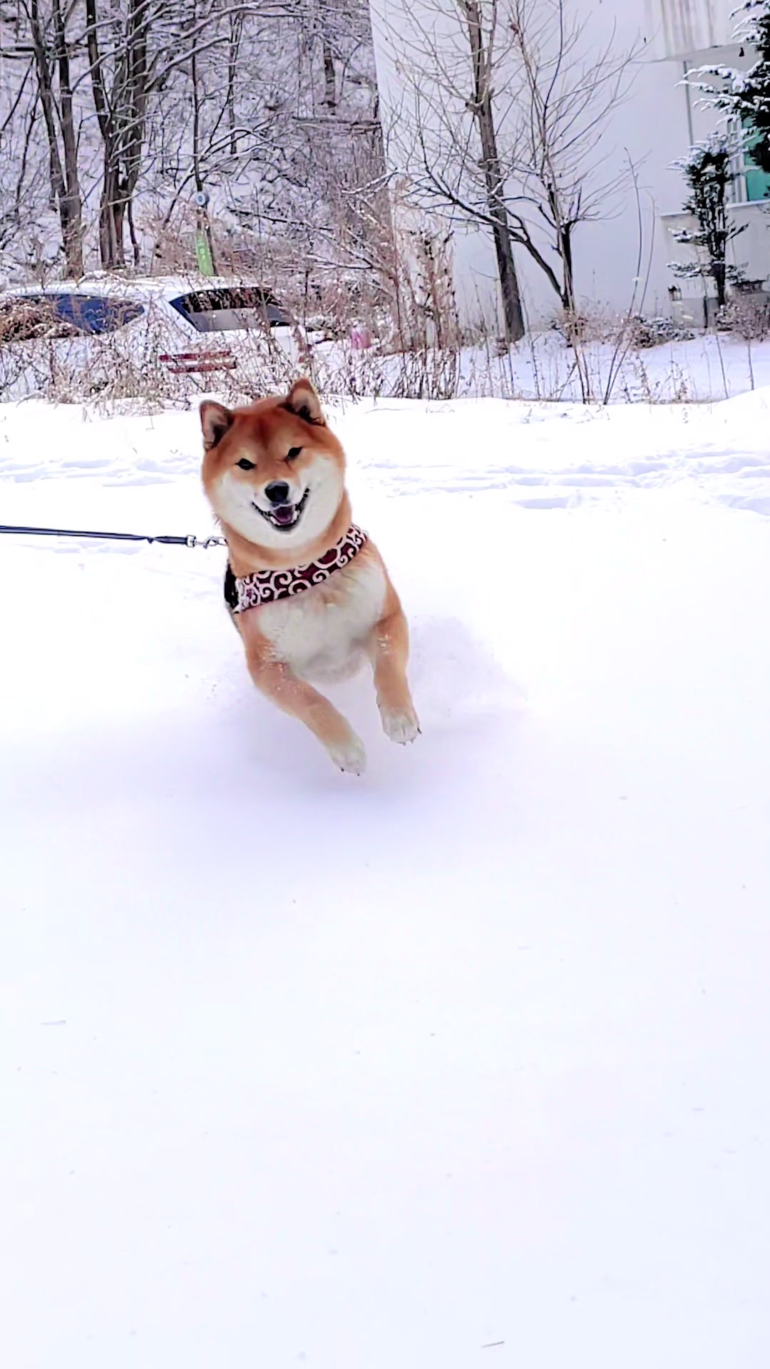 @틱톡하는시바🐕