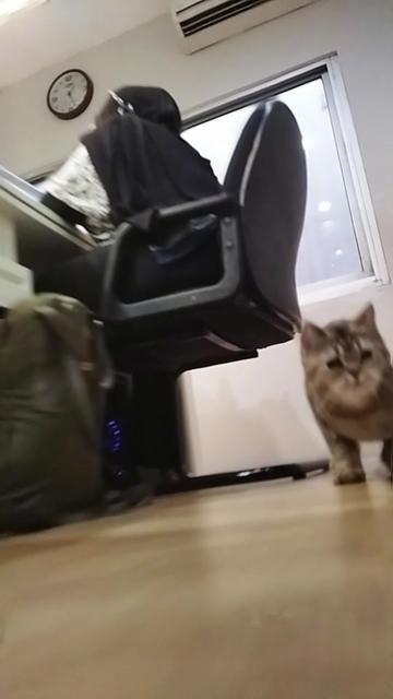 @dutchthebritishcat