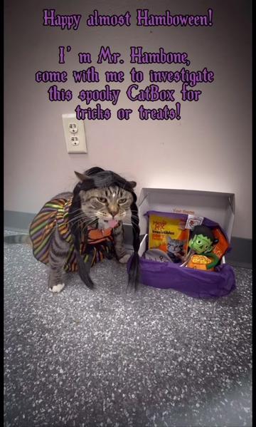 @The Fur Seasons Feline Rescue
