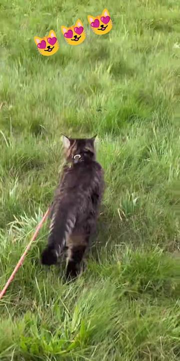 @😻Katrin&Odin 😻Modi Muddi 😻