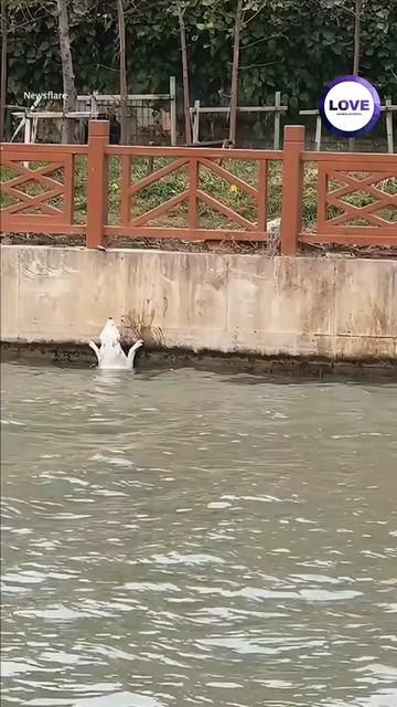 @Animals Stories
