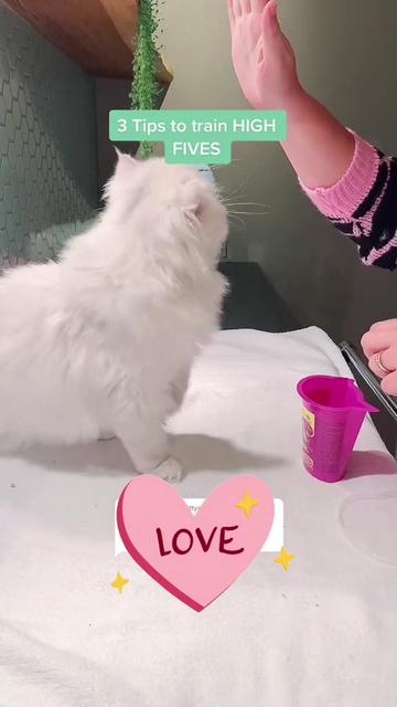 @Dutchkittycat