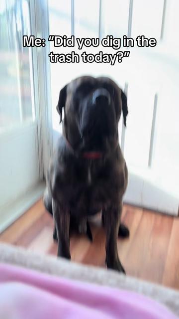 @HULK the mastiff