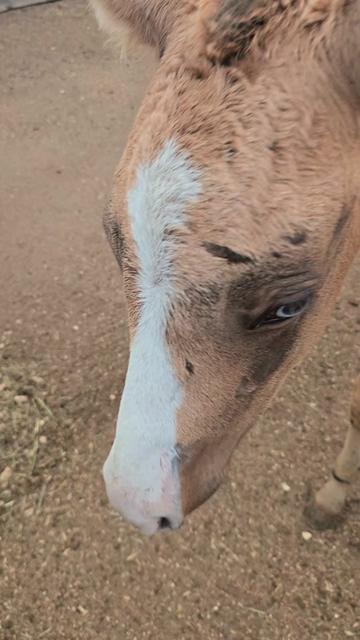 @Cowgirl Tuff Colt Training ❤️