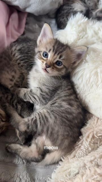 @Mia kittens