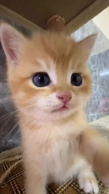@kloutkittens