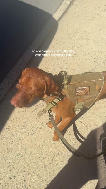 @briston the vizsla ♡