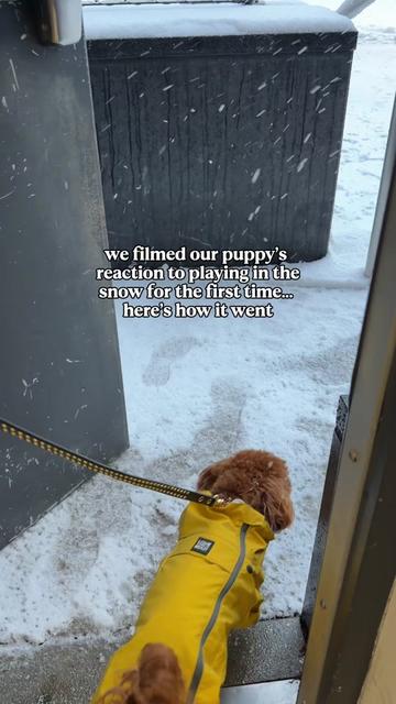 @Lilo The Cockapoo