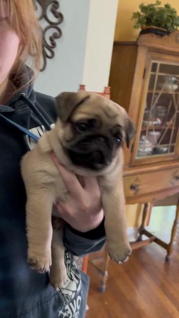 @thewinterpug
