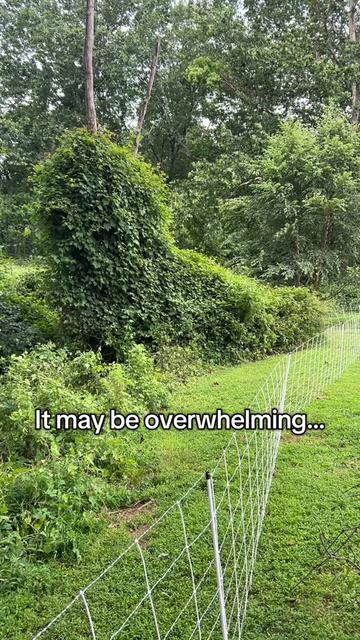 @amazingrazinggoats