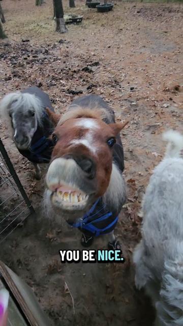 @minihorsemomandtrainer🐴🐴🐴🐴
