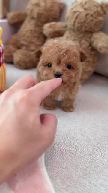 @homeraisedtinypoodles