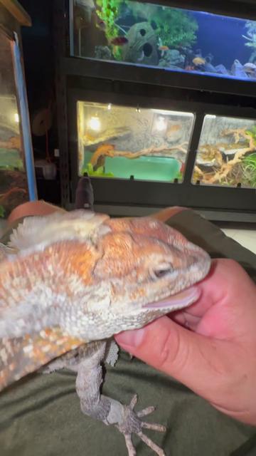 @Tommys_reptiles
