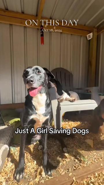 @Just A Girl Saving Dogs
