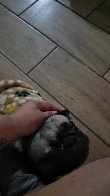 @pug.lovers53