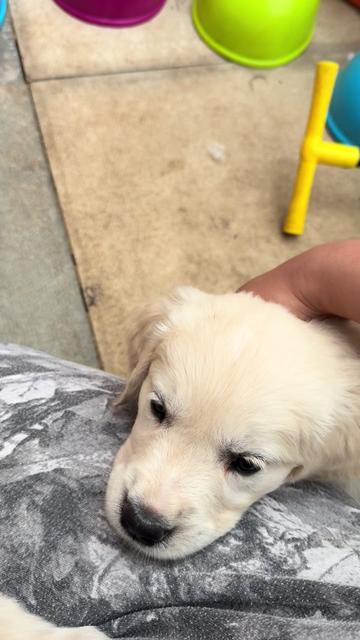 @Ateam Goldens