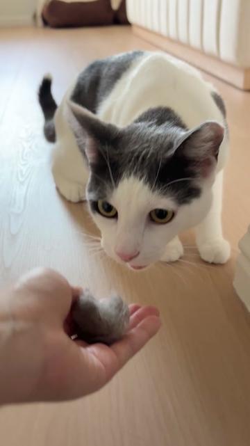 @Mimi Wawa Meow