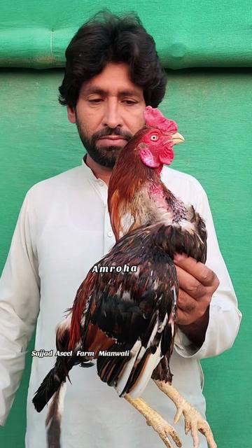 @Sajjad Aseel Farm