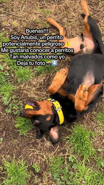 @Anubis y compañía
