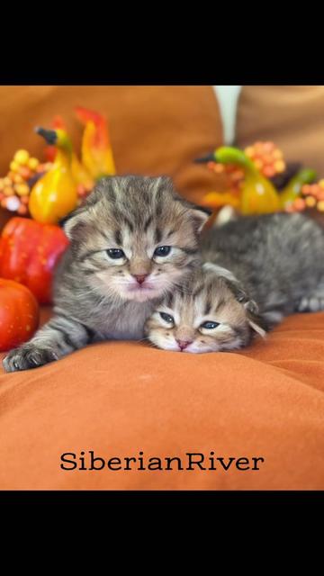 @SiberianRiver Cattery Uk