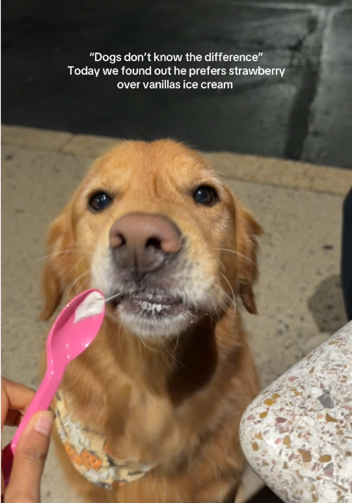 @Bentley the Spicy Golden🌶️
