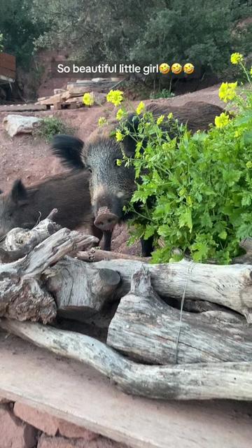 @Cute Boars