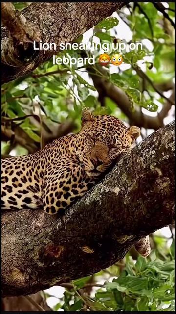 @KJ@LoveAnimalsEpicNature