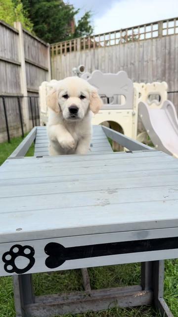 @Ateam Goldens