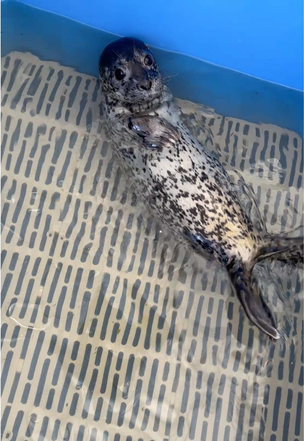 @Marine Mammal Rescue Society