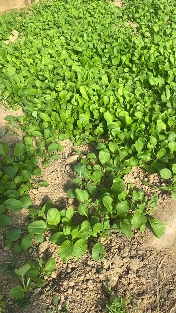 @B.A Organic Farm(380)209-9752