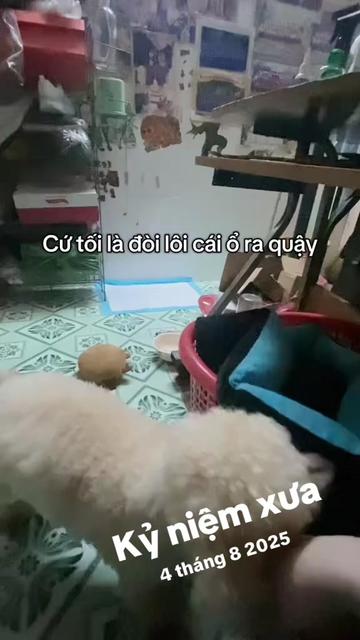 @Đình