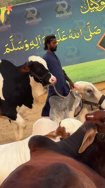 @Karachi Bull lovers