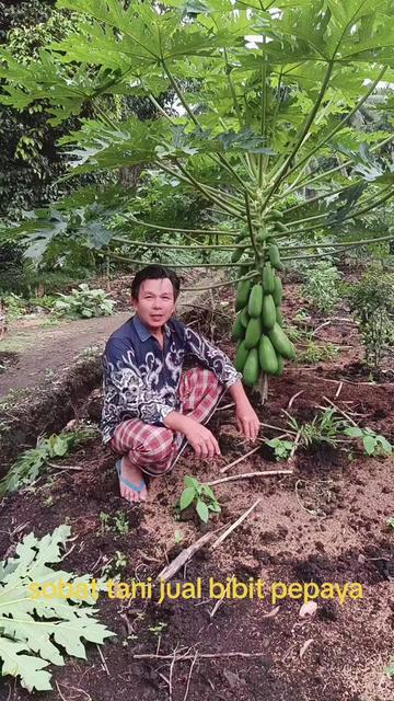 @Syafrizal , tanjuang
