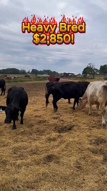 @Rutherford Land and Cattle