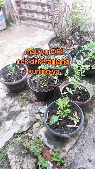 @nenxShopbatam