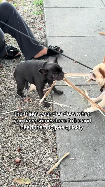 @Mabel the Frenchie