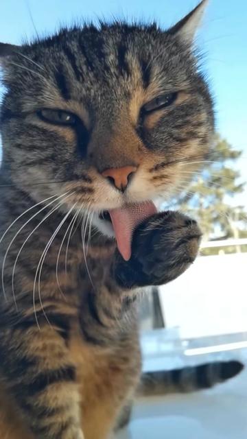 @animalmemester