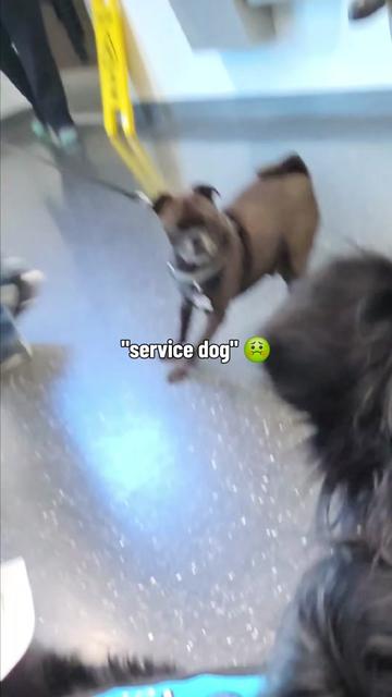 @Nala the Service aussie